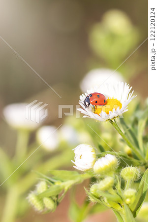 Ladybird resting on a white daisy flower in a blurred natural background Ladybird resting on a white daisy flower in a blurred natural background 122120124