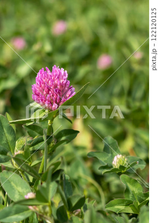 Close-up of a purple clover flower on a background of soft green foliage 122120125