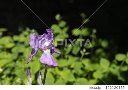Delicate Bloom of a Purple Iris Flower in a Lush Green Garden Delicate Bloom of a Purple Iris Flower in a Lush Green Garden 122120135