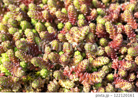 Colorful succulent plants with vibrant red and green foliage in natural light Colorful succulent plants with vibrant red and green foliage in natural light 122120161