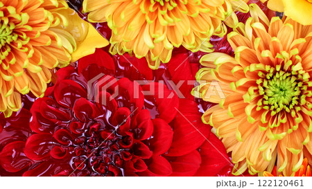 水に浮くカラフルな花を真俯瞰で撮影した背景素材用写真 122120461