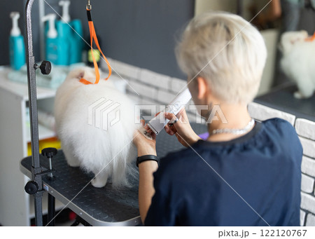 Dog groomer in a grooming salon. Dog groomer in a grooming salon. 122120767