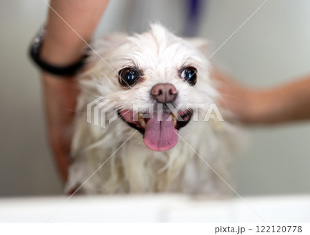 Dog groomer in a grooming salon. 122120778