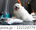 Dog groomer in a grooming salon. 122120779