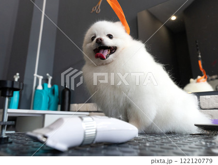 Dog groomer in a grooming salon. 122120779