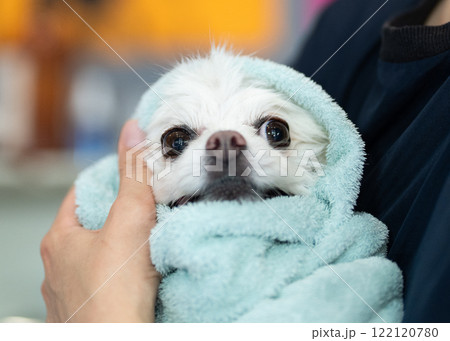 Dog groomer in a grooming salon. Dog groomer in a grooming salon. 122120780