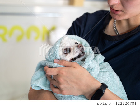 Dog groomer in a grooming salon. 122120781