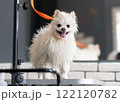 Dog groomer in a grooming salon. 122120782