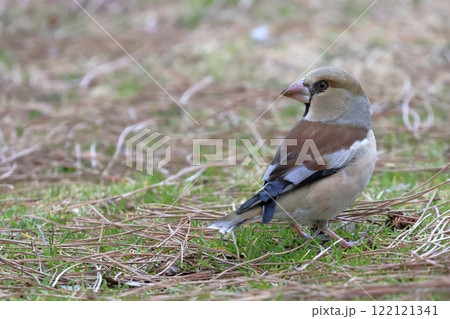 地面に降りたシメ 地面に降りたシメ 122121341