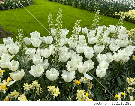 Beautiful white tulips closeup, flowers in garden on spring day, colorful blooming flowerbed natural background, park Keukenhof European tourist attraction in the Netherlands, symbol of this country 122122280