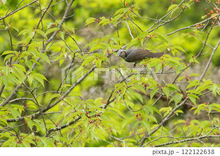 春の森実ったサクランボを啄むヒヨドリ 122122638
