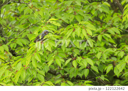 春の森実ったサクランボを啄むヒヨドリ 122122642