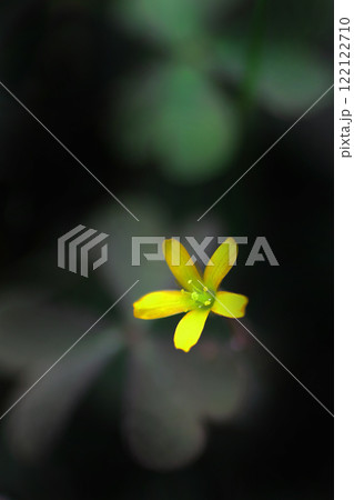 黄色いカタバミの花 122122710
