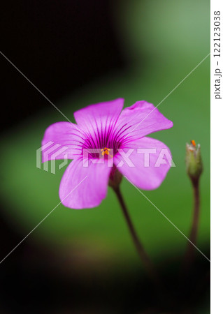 野に咲くピンクのイモカタバミ 122123038