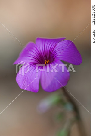 秋の野に咲くピンクのイモカタバミの花 122123039