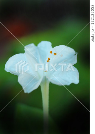 白いオシロイバナの花 122123058