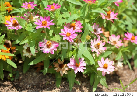 可愛い ジニアの花 可愛い ジニアの花 122123079