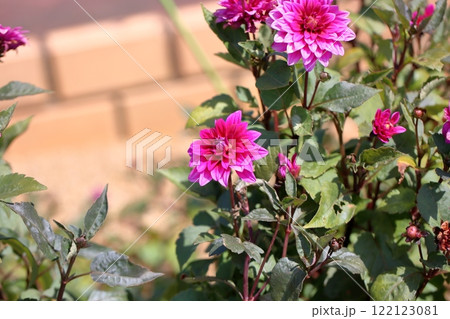 鮮やか ダリアの花 鮮やか ダリアの花 122123081