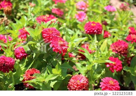可愛い ジニアの花 可愛い ジニアの花 122123183