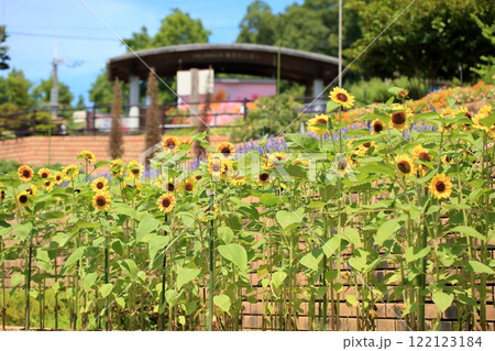 明るい ヒマワリの花 明るい ヒマワリの花 122123184