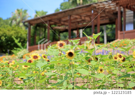 明るい　ヒマワリの花 122123185