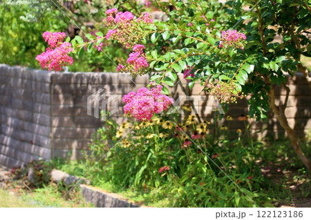 可愛い　イッサイサルスベリの花 122123186