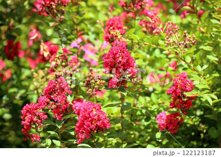 鮮やか イッサイサルスベリの花 鮮やか イッサイサルスベリの花 122123187