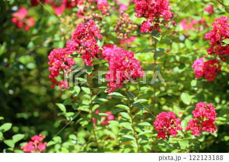 鮮やか イッサイサルスベリの花 鮮やか イッサイサルスベリの花 122123188