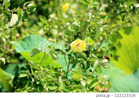 綺麗　ハマボウの花 122123310