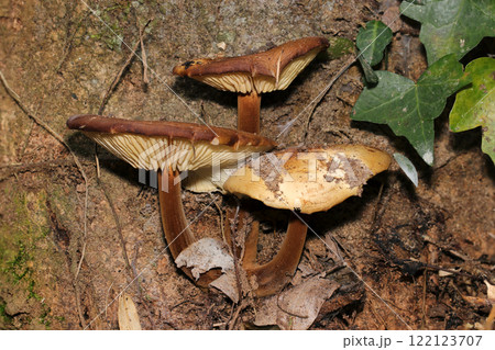 大樹の根元に直径9センチほどのエノキタケ(側面全体・自然光+ストロボマクロ接写) 大樹の根元に直径9センチほどのエノキタケ(側面全体・自然光+ストロボマクロ接写) 122123707