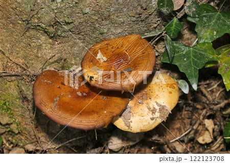 大樹の根元に直径9センチほどの天然野生エノキタケ(上部・自然光+ストロボマクロ接写) 大樹の根元に直径9センチほどの天然野生エノキタケ(上部・自然光+ストロボマクロ接写) 122123708