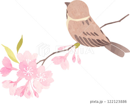 桜の枝にとまる雀のイラスト 122123886