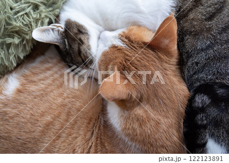 窓辺で眠る二匹の猫 窓辺で眠る二匹の猫 122123891