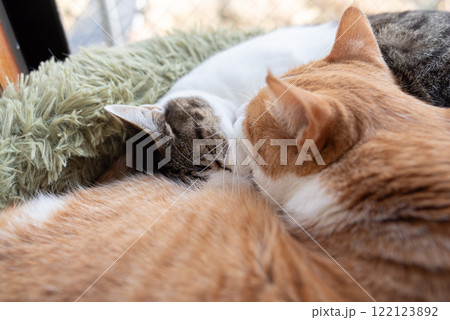 窓辺で眠る二匹の猫 122123892
