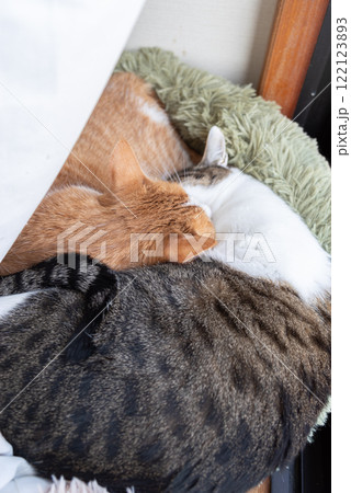 窓辺で眠る二匹の猫 122123893