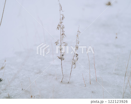 冬の枯れ草 122123926