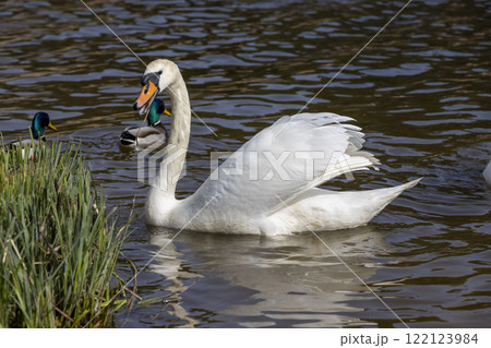 white swans who arrived in eastern Europe in the spring to raise offspring white swans who arrived in eastern Europe in the spring to raise offspring 122123984