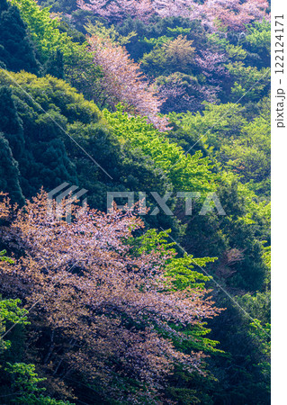 新緑と山桜 神が宿る島 洋上アルプス屋久島 新緑と山桜 神が宿る島 洋上アルプス屋久島 122124171