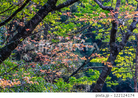 新緑と山桜　神が宿る島　洋上アルプス屋久島 122124174