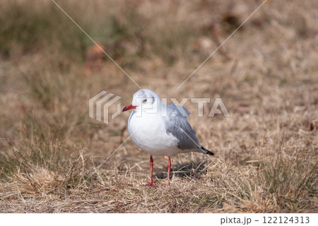 可愛いユリカモメ 可愛いユリカモメ 122124313