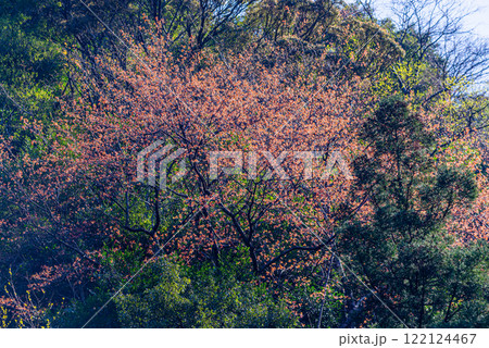 新緑若葉　神が宿る島　洋上アルプス屋久島 122124467