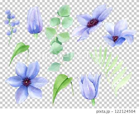 Clematis flowers and eucalyptus bundle isolated on white. Watercolor hand drawn floral greenery clipart elements. Botanical illustration set for greeting cards, wedding invitations, packaging 122124504