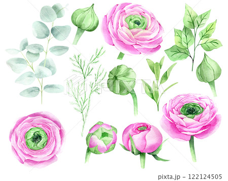 Watercolor hand drawn pink ranunculus flowers and eucalyptus set isolated on white background. Botanical illustration of buttercup. Floral clipart for greeting cards, wedding invitations Watercolor hand drawn pink ranunculus flowers and eucalyptus set isolated on white background. Botanical illustration of buttercup. Floral clipart for greeting cards, wedding invitations 122124505