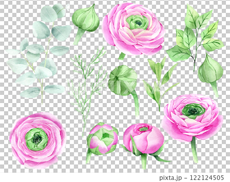 Watercolor hand drawn pink ranunculus flowers and eucalyptus set isolated on white background. Botanical illustration of buttercup. Floral clipart for greeting cards, wedding invitations Watercolor hand drawn pink ranunculus flowers and eucalyptus set isolated on white background. Botanical illustration of buttercup. Floral clipart for greeting cards, wedding invitations 122124505