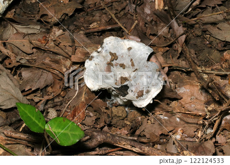 森の落葉の中にラッパ状に拡がった灰白色化するチチタケ属キノコ（自然光+ストロボマクロ接写） 122124533