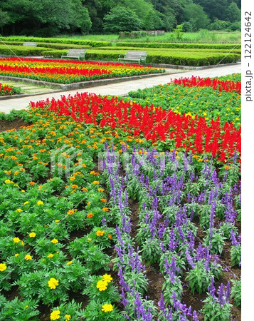 マリーゴールドとサルビア咲く初夏の21世紀の森と広場の花壇風景 122124642