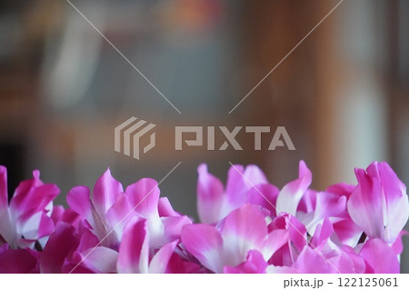 ピンクと白のシクラメンの花 ピンクと白のシクラメンの花 122125061