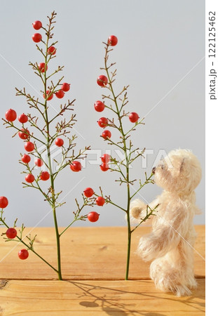赤いナンテンの実とテディベア 122125462