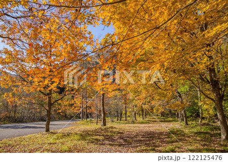 美しいカエデの紅葉・国道257号線沿い《岐阜県清見町》 美しいカエデの紅葉・国道257号線沿い《岐阜県清見町》 122125476