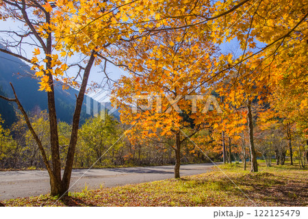 美しいカエデの紅葉・国道257号線沿い《岐阜県清見町》 122125479